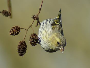 Sijs bij de Lepelaarplassen