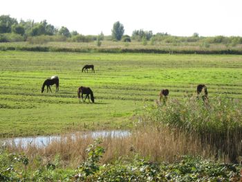 Trekvogelgraslandje naast de Lepelaarplassen