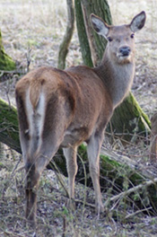 Oostvaardersplassen in Almere