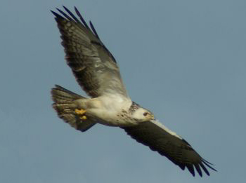 Buizerd in het Wilgenbos